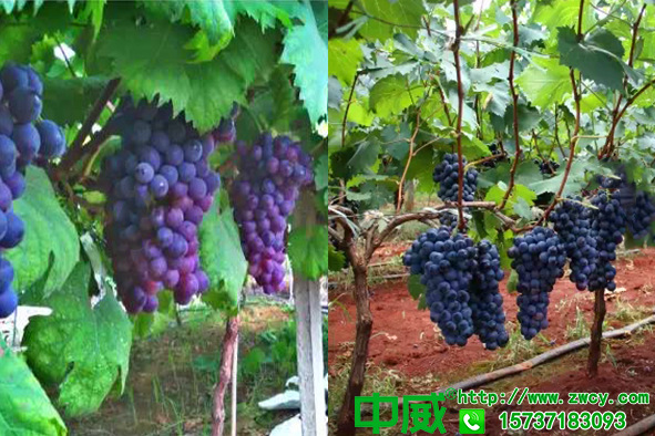 葡萄上色差不均匀是怎么回事？葡萄树施什么肥好着色质量高