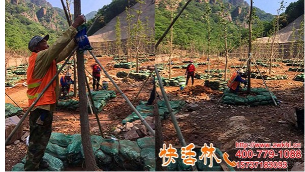 内蒙古赤峰李经理上千棵银杏树用快活林银杏树营养液改善小叶问题