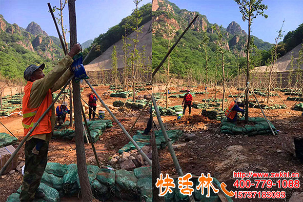 内蒙古赤峰李经理上千棵银杏树用快活林银杏树营养液改善小叶问题
