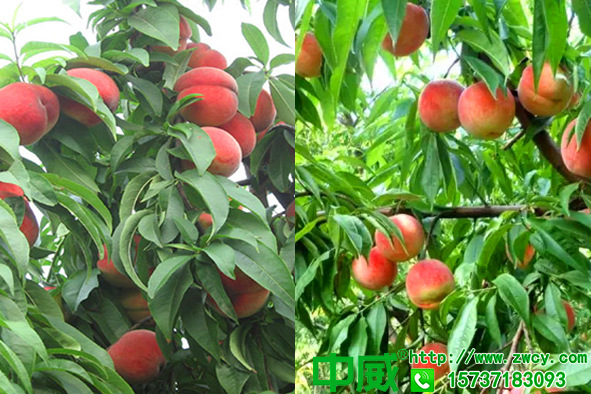 坐果后桃树用什么肥料好？怎么用肥产量稳定高产？