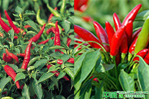 辣椒容易僵果烂果怎么办？种植辣椒用什么肥料长得好？