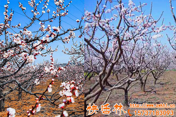 杏树开花容易受寒如何避免，果树开花期防冻技术有哪些
