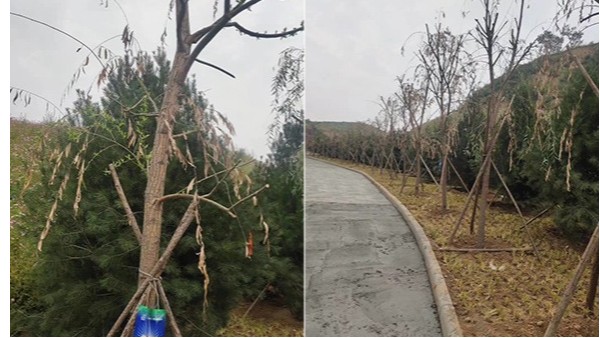 快活林新型大树营养输液袋让干枯柳树重新发新枝