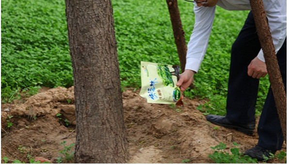 工程移栽大树生根粉的用法，怎么使用生根粉效果好？