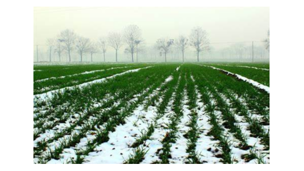 天气变化快，“倒春寒”易形成，小麦管理该何去何从？