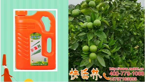 广西玉林鲁经理果树柑橘防冻液，柑橘结果都高了