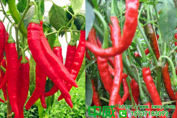 种植辣椒用什么肥料，辣椒追什么肥效果好产量高