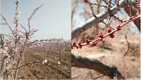 果树花期怎么防冻，果树开花防冻的方法