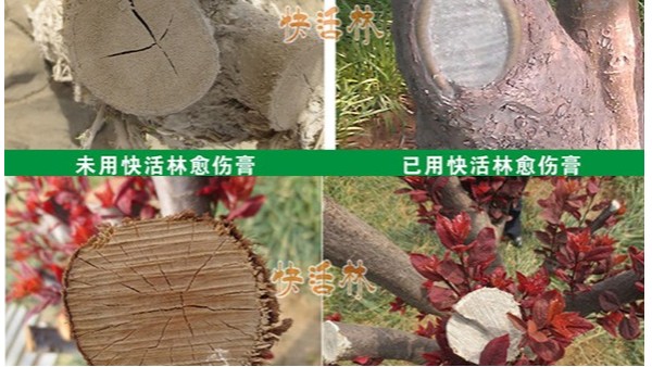河南树木愈合剂厂家哪个好，郑州愈伤膏用什么？