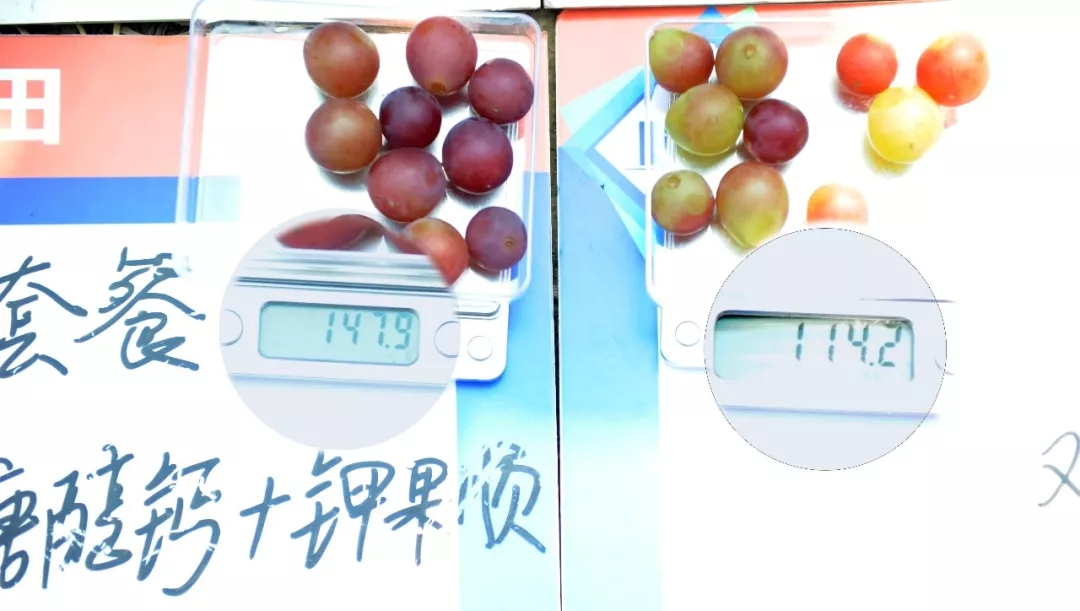 中威靓果机密增红转色膨果用400-779-1088