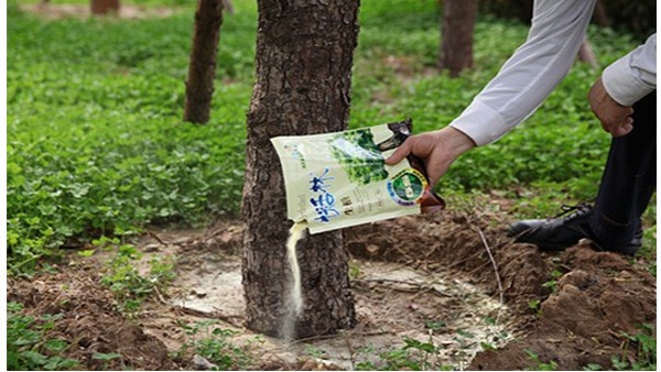 生根粉的用法工程绿化移栽大树怎么用生根粉