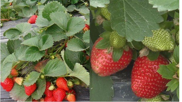 草莓怎么增甜提高卖相？草莓施肥用什么肥料？