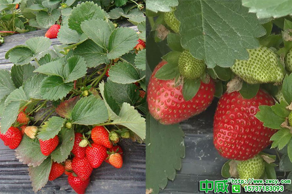 草莓怎么增甜提高卖相？草莓施肥用什么肥料？
