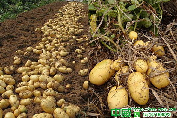 土豆怎么种高产？土豆怎么用肥长得快产量高？