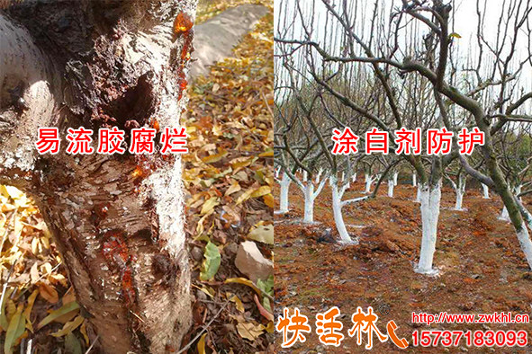 冬季树木涂白的作用有哪些，桃树刷快活林涂白剂杀菌防冻减少病害