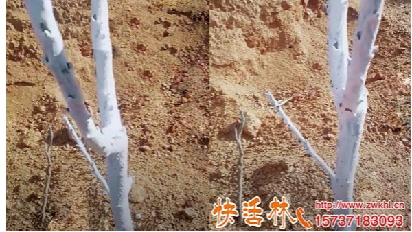 快活林果树涂白剂价格多少，为什么比传统涂白剂杀菌防冻性能更强