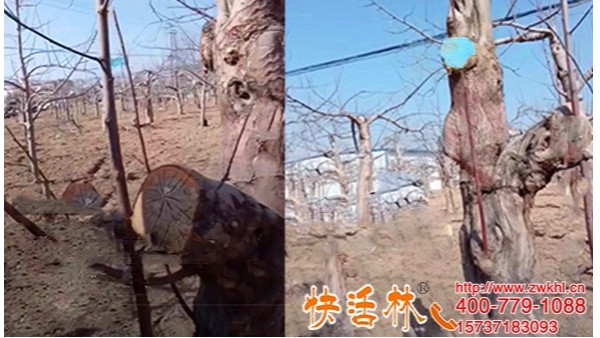 河北邯郸赵经理找到快活林果树愈合剂厂家才放心了