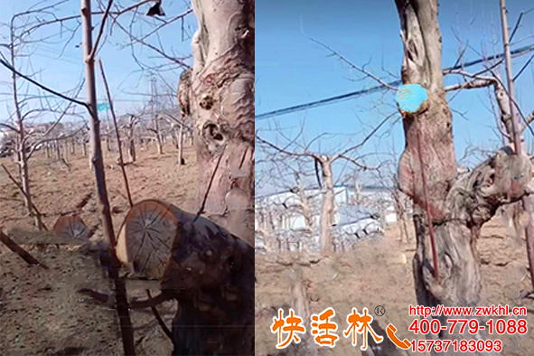 河北邯郸赵经理找到快活林果树愈合剂厂家才放心了