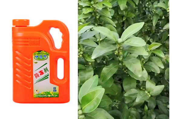 防冻剂果树用的多少钱，桂林黄经理柑橘长势喜人