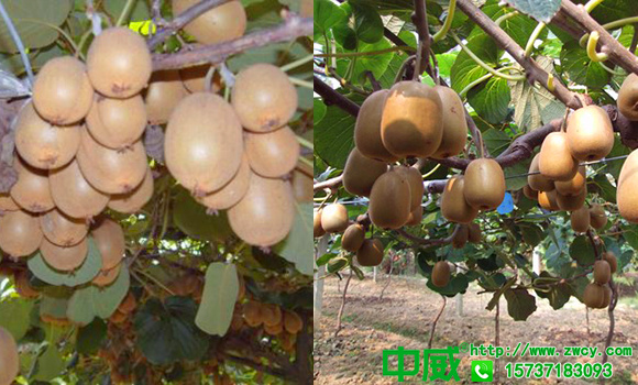 猕猴桃种植方法与步骤，怎么种出高质量的猕猴桃果园