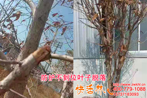 桂花树在北方用植物防冻剂有用吗？冬天不落叶没冻伤这么做