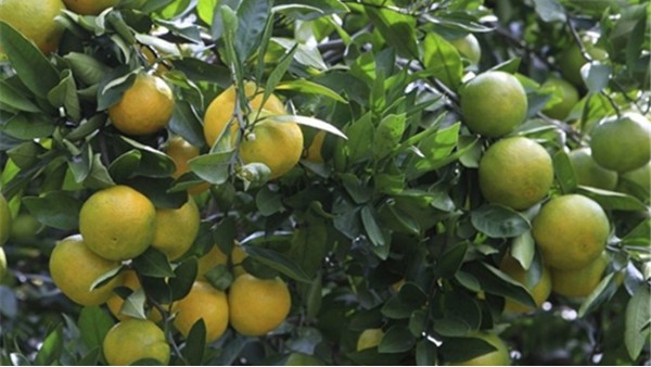 自贡哪儿在卖树的营养液，柑橘复壮果实质量更高