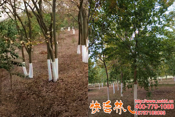 林场树干涂白保暖防病，快活林涂白剂可喷施树越多越方便