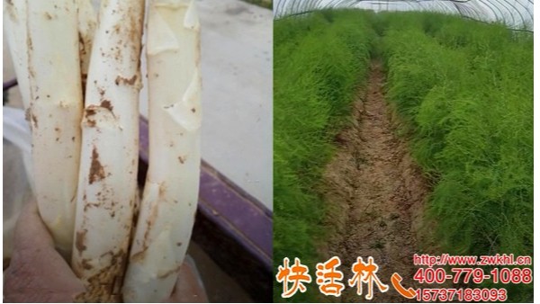 四川成都周经理芦笋为啥长这么健壮，只因用了快活林植物生根剂