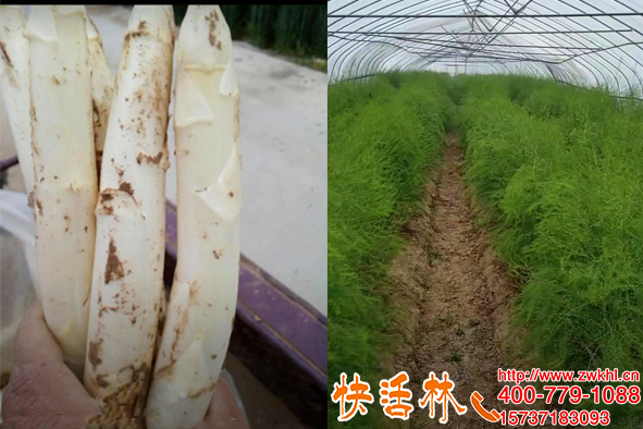 四川成都周经理芦笋为啥长这么健壮，只因用了快活林植物生根剂