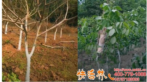 浙江杭州朱经理2000多棵核桃树5桶快活林树干涂白剂就够了