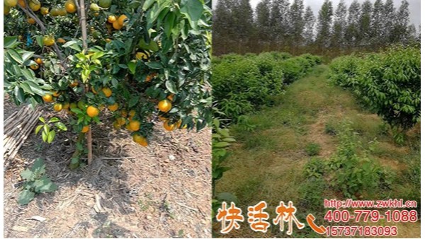 快活林生根粉价格多少，广西桂林李经理柑橘复壮黄叶快速改善
