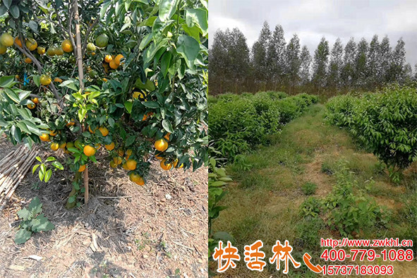 快活林生根粉价格多少，广西桂林李经理柑橘复壮黄叶快速改善