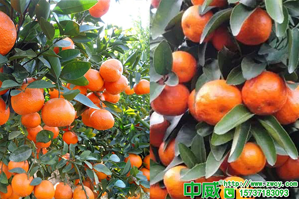 柑橘肥料用什么好？柑橘生长周期应该怎么用肥料？
