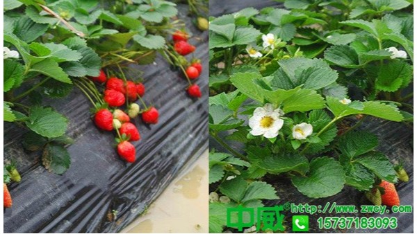 种植草莓用什么肥料，草莓怎么用肥长得好