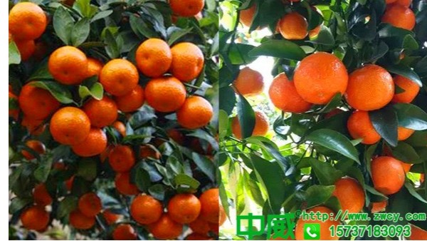 柑橘肥料用什么，怎样才能保花座果多