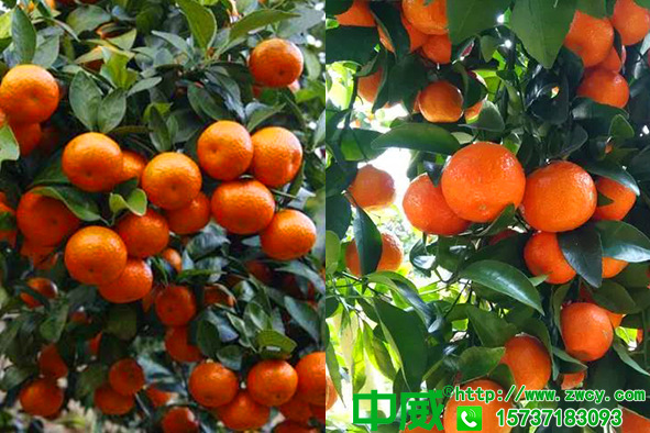 柑橘肥料用什么，怎样才能保花座果多