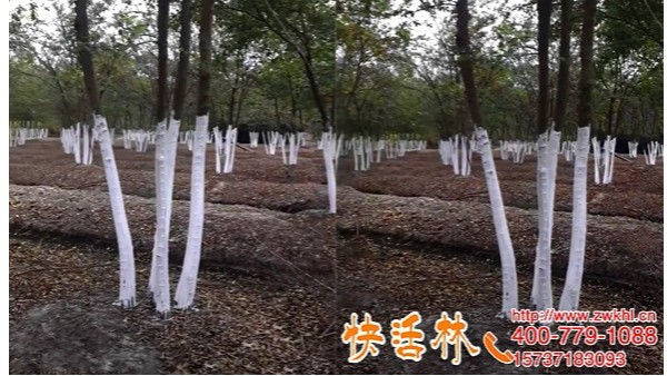 快活林树木涂白剂苗圃刷白，质量高病害少提高市场竞争力