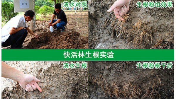 绿化工程大树移栽找快活林生根粉销售厂家，效果稳定使用放心