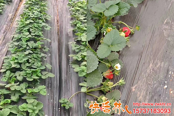 快活林植物生根剂养护草莓一周见效叶片肥厚提高肥料利用率