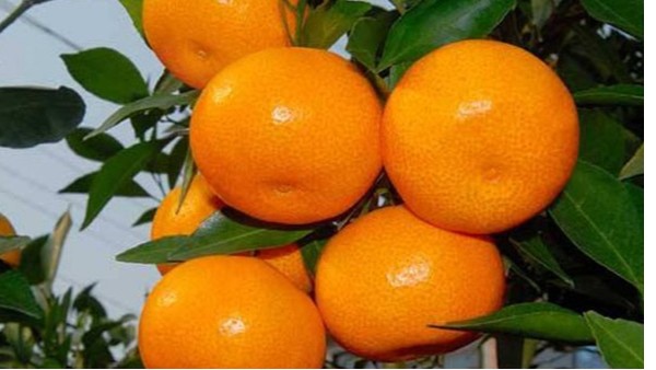 柑橘如何保花保果