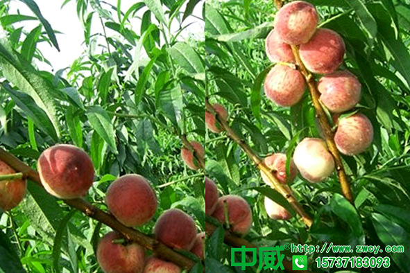 桃树施好肥科学管理防落果，桃树专用肥哪个好？