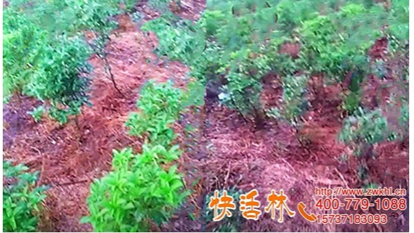 江苏南通何经理桂花树苗圃用快活林强力生根粉一周就看出恢复