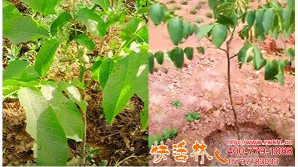 新疆伊犁生根粉多少钱，刘经理几十亩核桃树找到了救星