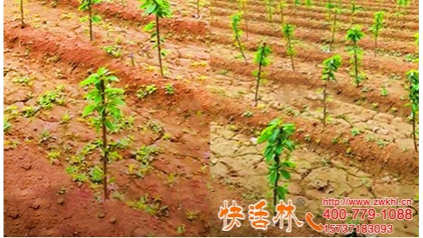 果树生根剂用什么好，天津雷经理樱桃树补栽还得用快活林