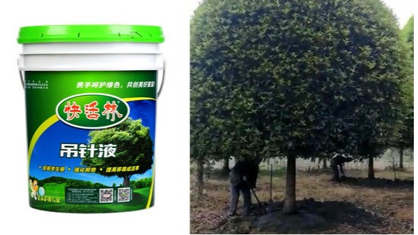 安庆刘经理移栽大树案例，快活林给树吊水的营养液太神奇了