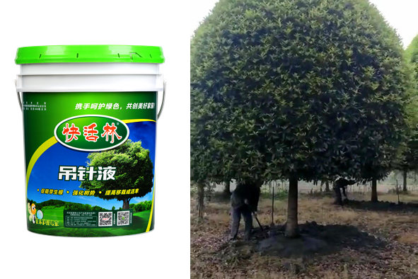 安庆刘经理移栽大树案例，快活林给树吊水的营养液太神奇了