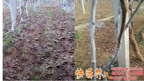 山西朔州刘经理果农技术站合作快活林果树涂白剂厂家为啥卖这么快