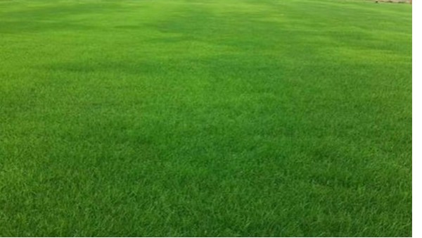 菌地带微生物菌剂改良草坪土壤，工程绿化质量真高