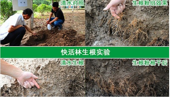 绿化树移栽用什么生根粉恢复快？生根粉哪个牌子好？