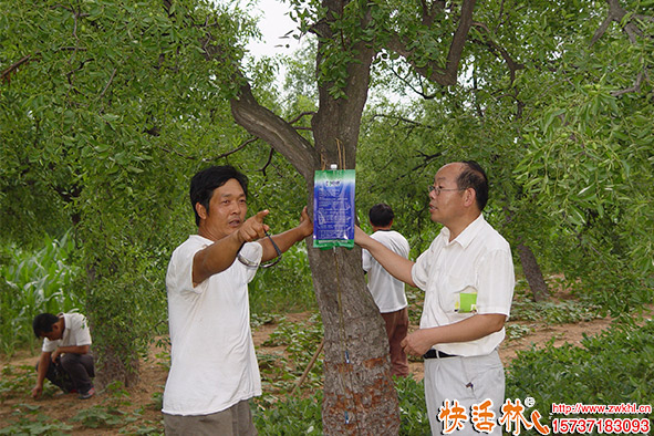 快活林营养液枣树使用